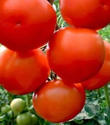 Семена томата Лилос F1, п.е. 1 тыс. семян (Rijk Zwaan)