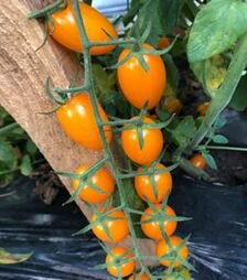 Семена томата Миникин F1, п.е. 500 семян (Spark Seeds)