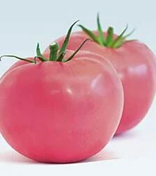 Семена томата Мэй Шуай F1, п.е. 1 тыс. семян (Seminis)