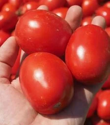 Семена томата Оливенза F1, п.е. 5 тыс. семян (Clause)