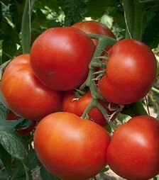 Семена томата Панекра F1, п.е. 500 семян (Syngenta)