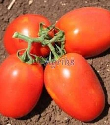 Семена томата Галилея F1, п.е. 5 тыс. семян (Hazera)