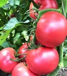 Семена томата Пинк Мун F1, п.е. 250 семян (Sakata)