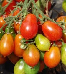 Семена томата Радана, 1 кг (Moravoseed)