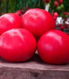 Семена томата Макан F1, п.е. 1 тыс. семян (Clause)