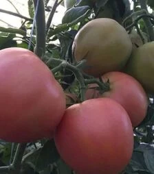 Семена томата Мануса F1, п.е. 1 тыс. семян (Rijk Zwaan)