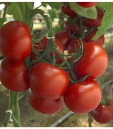 Семена томата Барбадос F1, п.е. 1 тыс. семян (Rijk Zwaan)