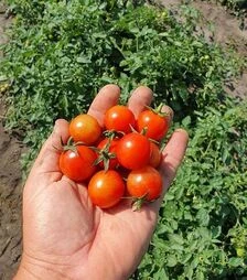 Семена томата Рензино F1, п.е. 5 тыс. семян (Esasem)