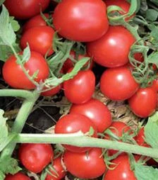 Семена томата Перфектпил F1, п.е. 25 тыс. семян (Seminis)