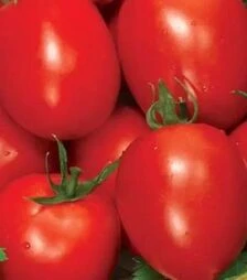 Насіння томату Ріо Фуего, 500 г (Spark Seeds)