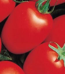 Семена томата Которые F1, п.е. 25 тыс. семян (Seminis)