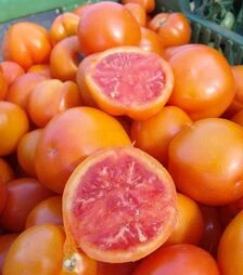 Семена томата Златава, 1 кг (Moravoseed)