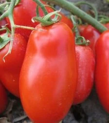 Семена томата Флендер F1, п.е. 25 тыс. семян (Cora Seeds)