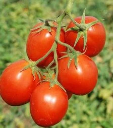 Семена томата Кэрро F1, п.е. 1 тыс. семян (Esasem)