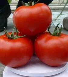 Семена томата Прайд F1, п.е. 250 семян (Spark Seeds)