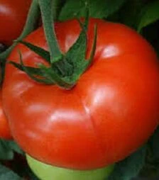 Семена томата Целестин F1, п.е. 250 семян (Clause)