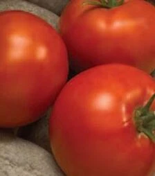 Семена томата Линда F1, п.е. 1 тыс. семян (Esasem)