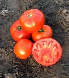 Семена томата Рихам F1, п.е. 1 тыс. семян (Clause)