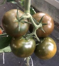 Семена томата Джордано F1, п.е. 250 семян (Spark Seeds)