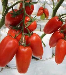 Семена томата Айдар F1, п.е. 250 семян (Clause)