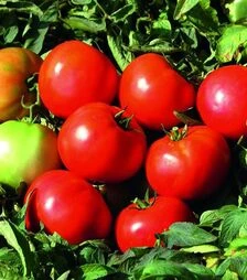 Семена томата Дайсон F1, п.е. 1 тыс. семян (Esasem)