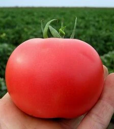 Насіння томату Пінк Буш F1, п.о. 1 тис. насінин (Sakata)