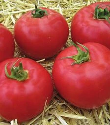 Семена томата Афен F1, п.е. 250 семян (Clause)