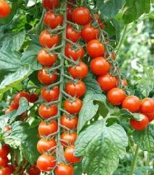 Насіння томату Порпора F1, п.о. 1 тис. насінин (Esasem)