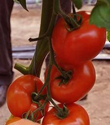 Насіння томату Нада F1, п.о. 500 насінин (Esasem)