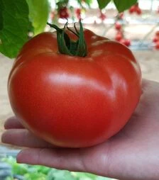 Насіння томату Сігнора F1, п.о. 500 насінин (Esasem)