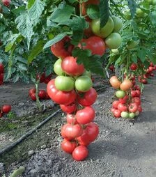 Семена томата Пинк Делайт F1, п.е. 500 семян (Ergon)