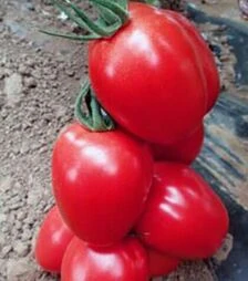 Семена томата Пинк Пионер F1, п.е. 500 семян (Sakata)