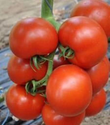 Семена томата Чероки F1, п.е. 500 семян (Esasem)