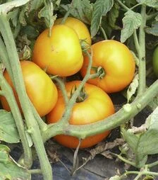 Семена томата Мир Сан F1, п.е. 2500 семян (Spark Seeds)