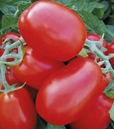 Насіння томату 1510 F1, п.о. 5 тис. насінин (Spark Seeds)