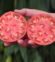 Семена томата Ханни Мун F1, п.е. 250 семян (Clause)