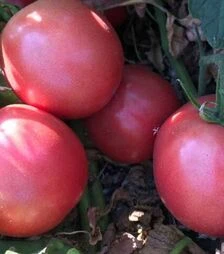 Насіння томату Пінк Сейф F1, п.о. 2500 насінин (Spark Seeds)