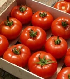 Семена томата Клад F1, п.е. 1 тыс. семян (Spark Seeds)