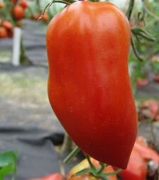 Насіння томату Хуго, 1 кг (Moravoseed)