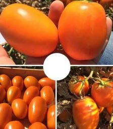 Семена томата Оранж Плам F1, п.е. 5 тыс. семян (Spark Seeds)