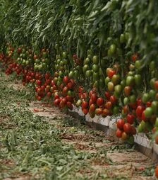 Насіння томату Ельза F1, п.о. 1 тис. насінин (Spark Seeds)