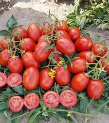 Семена томата 9905 F1, п.е. 5 тыс. семян (Spark Seeds)