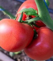 Насіння томату Панамера F1, п.о. 1 тис. насінин (Clause)