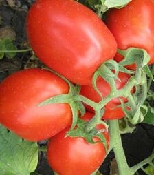 Семена томата 8504 F1, п.е. 5 тыс. семян (Heinz)