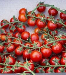 Насіння томату Мінопріо F1, п.о. 1 тис. насінин (Clause)