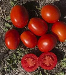 Семена томата 5108 F1, п.е. 5 тыс. семян (Heinz)