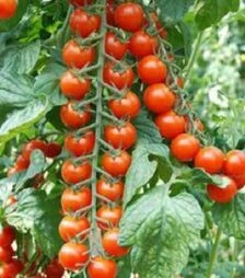 Насіння томату Порпора F1, п.о. 500 насінин (Esasem)