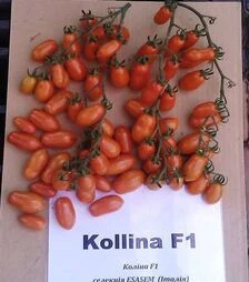 Семена томата Колина F1, п.е. 500 семян (Esasem)