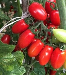 Семена томата ES 51076 F1, п.е. 100 семян (Ergon)