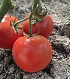 Насіння томату F155 F1, п.о. 1 тис. насінин (Spark Seeds)